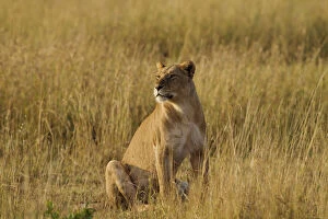 Lioness (Panthera leo) in the savannah