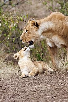 Images Dated 14th August 2011: Lioness - playing with the cub