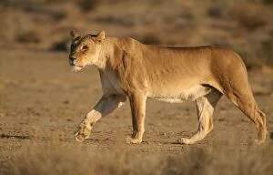 Lions Collection: Lioness - on the prowl, Kgalagadi Transfrontier Park, South Africa