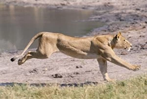 Images Dated 21st December 2005: Lioness - running