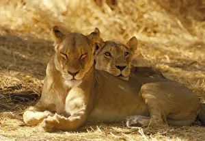 Big Cat Prints: Lioness - sisters resting - Botswana - Africa