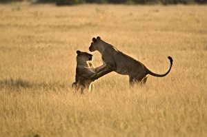Images Dated 28th February 2008: Lionesses - young lionesses play fighting