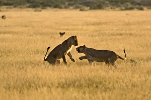 Images Dated 28th February 2008: Lionesses - young lionesses play fighting