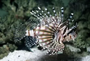 Lionfish