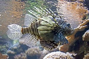 Lionfish also called Dragonfish Scorpion fish