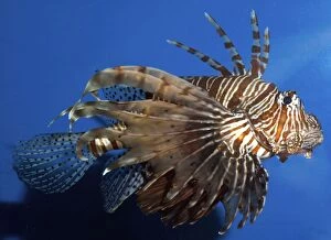 Lionfish / Dragonfish - common on shallow coral reefs