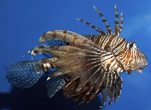 Venomous Prints: Lionfish / Dragonfish- common on shallow coral reefs Indo-Pacific