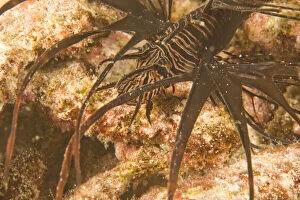 Undersea Gallery: Lionfish (Pterios sp.), Scuba diving at