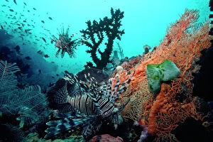 Images Dated 12th December 2006: Lionfish - amongst Tubastrea Coral & Sea Fan Fam: Scorpaenidae Indonesia