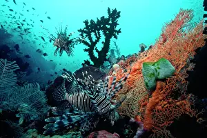Lionfish - amongst Tubastrea Coral & Sea Fan Fam: Scorpaenidae Indonesia