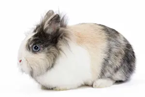 Rabbit Prints: Lionhead Dwarf Rabbit - in studio