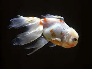 Lionhead Fish