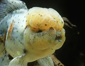 Lionhead Goldfish