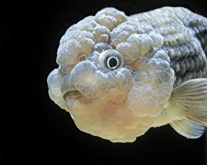 <b class=qtipBold><figcaption>Lionhead GOLDFISH</figcaption></b><br>LA-1790 Lionhead GOLDFISH Carassius auratus Jean Michel Labat Please note that prints are for personal display purposes only and may not be reproduced in any way.<br><em>© J. M. Labat / ardea.com</em> Lionhead GOLDFISH