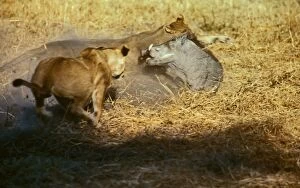 Images Dated 23rd May 2011: Lions attacking Warthog CRH 982 Moremi, Botswana Panthera leo & Phacochoerus aethiopicus © Chris