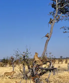 Botswana Prints: Lions and Chacma Baboons CRH 704 Lions chasing Baboons who take refuge up a tree Moremi