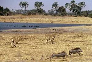 Images Dated 25th June 2004: Lions Chasing warthogs by lagoon, Moremi