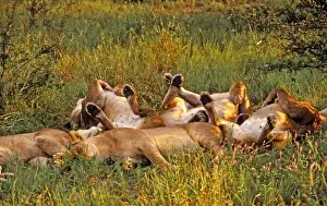 Lions CRH 937 Sleeping - Moremi, Botswana Panthera leo © Chris Harvey / ardea. com
