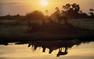 Lions CRH 980 At waterhole at sunrise Moremi, Botswana Panthera leo © Chris Harvey / ardea. com