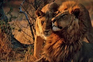 Couples Collection: Lions CRH 983 Lioness greets male Lion - Moremi, Botswana Panthera leo © Chris Harvey / ardea. com