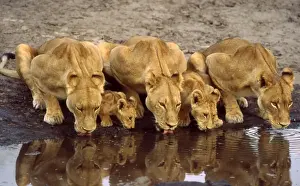 Lions and cubs CRH 952 Drinking at waterhole Moremi, Botswana Panthera leo © Chris Harvey / ardea. com