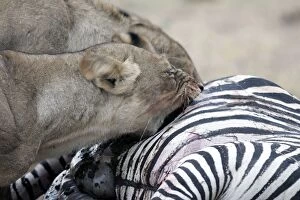 Images Dated 9th July 2004: Lions - two feeding on zebra