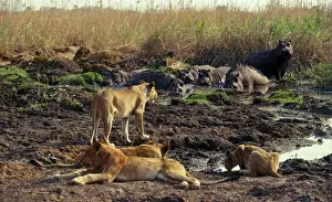 Hippos Prints: Lions and Hippos CRH 377 Moremi