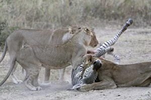 Images Dated 9th July 2004: Lions - killing Crawshay's Zebra