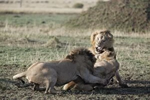 Lions - two males attacking third male, protecting territory and females in their pride