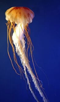 Fish Collection: Lion's Mane Jellyfish. N Atlantic