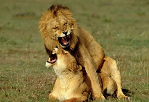 Lions - Mating