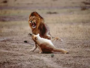 Submissive Prints: Lions - mating