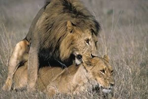 Bite Gallery: Lions - mating