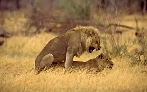Botswana Prints: Lions mating CRH 974 Moremi, Botswana Panthera leo © Chris Harvey / ardea. com