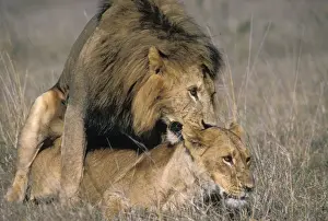 Bite Prints: Lions - mating - Nairobi National Park - Kenya