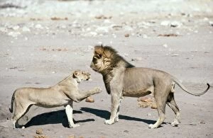 LIONS - Pair at the end of the mating period. Female