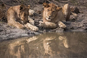 Lions rest near a watering hole, Okavango