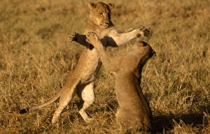 Play Fighting Collection: Lions sparring CRH 914 Two young male lions sparring out on floodplains Moremi