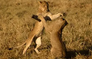 Rearing Prints: Lions sparring CRH 914 Two young male lions sparring out on floodplains Moremi