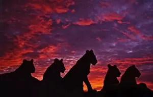 Lions Collection: Lions at Sunset