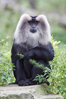 Images Dated 22nd September 2008: Liontail Macaque - male sitting on boulder, distribution - Western Ghats, South India