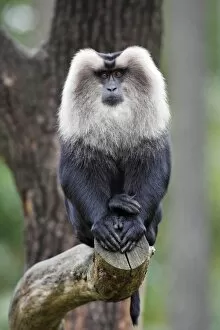 Liontail Macaque - male sitting on branch