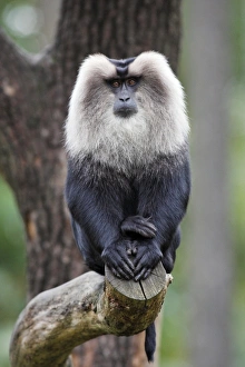 Images Dated 22nd September 2008: Liontail Macaque - male sitting on branch, distribution - Western Ghats, South India