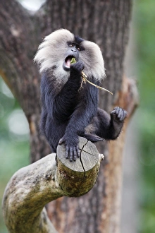 Images Dated 22nd September 2008: Liontail Macaque - playing with food, distribution - Western Ghats, South India