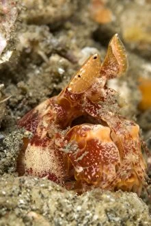 Lisas Mantis Shrimp
