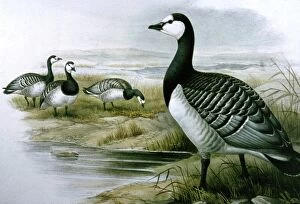 Images Dated 7th March 2006: Lithograph Illustration: Barnacle Goose- from J Gould Birds of Great Britain 1862-73