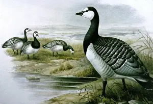 Print Prints: Lithograph Illustration: Barnacle Goose- from J Gould Birds of Great Britain 1862-73