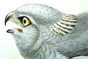 Print Prints: Lithograph Illustration: Hen Harrier (Male)- from J Gould Birds of Great Britain 1862-73