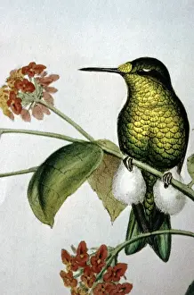 Lithograph Illustration: - Hummingbird from J Gould A monograph of Hummingbirds 1861