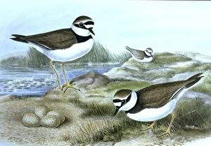 Images Dated 7th March 2006: Lithograph Illustration: Little ringed Plover- from J Gould Birds of Great Britain 1862-73